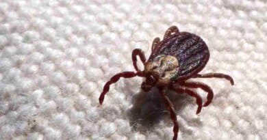 Febre maculosa causa mais duas mortes no interior de São Paulo