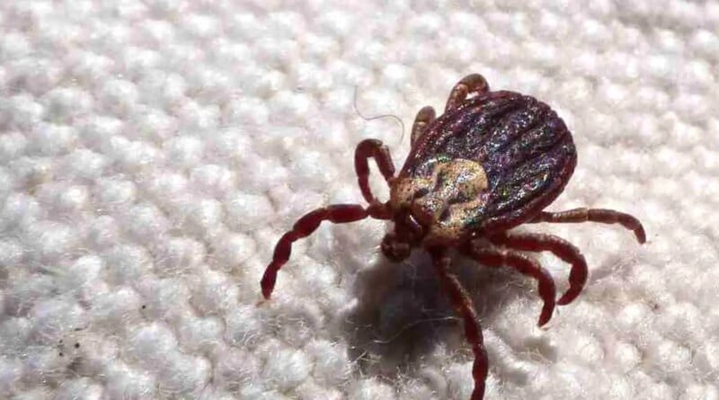 Febre maculosa causa mais duas mortes no interior de São Paulo