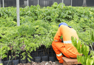 Distrito Federal ultrapassa 218 mil árvores plantadas desde 2019 e amplia meta até 2027