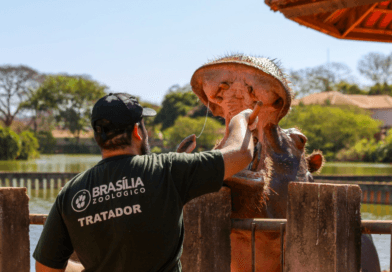 Zoológico de Brasília abre seleção para voluntários sociais e profissionais