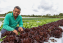 DF registra aumento de 24% no número de produtores rurais atendidos com assistência técnica desde 2019