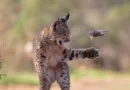 A imagem de lince brincando com ‘roedor voador’ que venceu concurso internacional de fotos de natureza