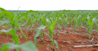 Mais de R$ 65 milhões em crédito rural impulsionam produção e transformam vida de agricultores no DF