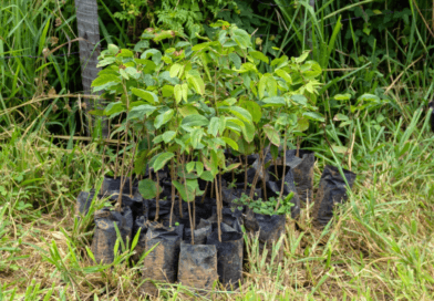 Ação integrada do GDF com o governo federal aposta na recuperação de nascentes