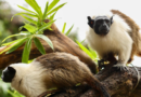 Dia dos Namorados: casais do Zoo ajudam a fortalecer conservação
