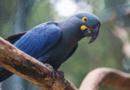 Lista de fauna ameaçada tem 180 animais incluídos e 150 retirados