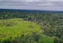 Imazon aponta desmatamento zero em 60% de terras indígenas na Amazônia
