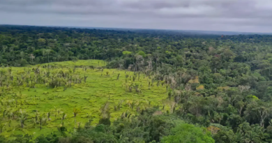 Imazon aponta desmatamento zero em 60% de terras indígenas na Amazônia