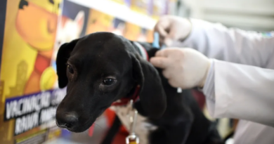 Campanha de vacinação de pets contra a raiva termina neste sábado no DF; veja como participar