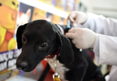 Campanha de vacinação de pets contra a raiva termina neste sábado no DF; veja como participar